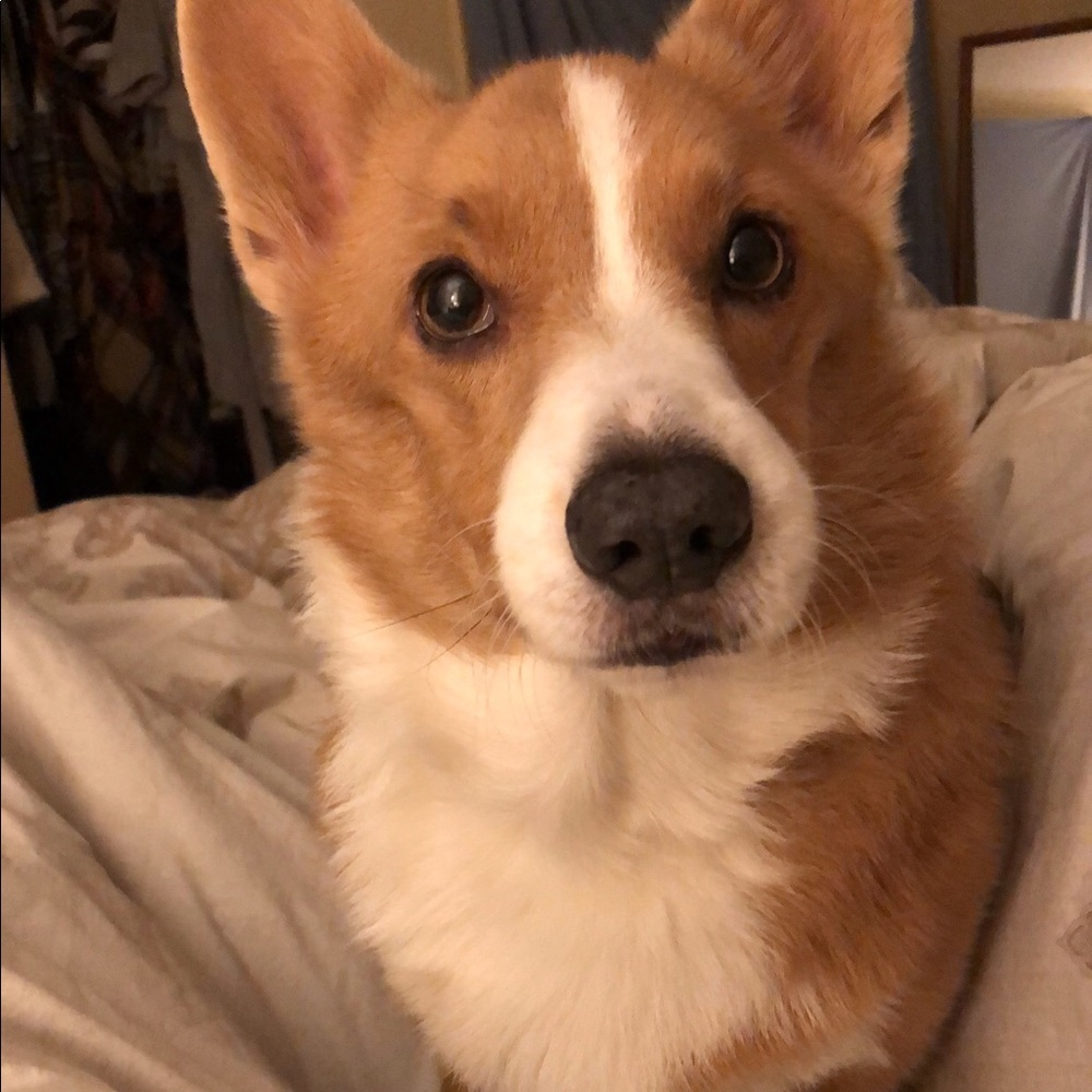 Meet your Posher, Ellery